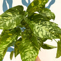 Homalomena rubescens 'Candid' - Sprouts of Bristol