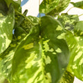 Homalomena rubescens 'Candid' - Sprouts of Bristol