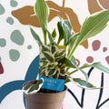 Hosta 'Patriot' - Plantain Lily - Sprouts of Bristol