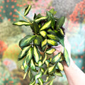 Hoya burtoniae 'Variegata' - Sprouts of Bristol