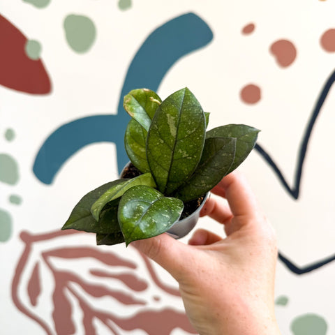 Hoya callistophylla ‘Sabah’ [ID: IML 1762] - Sprouts of Bristol