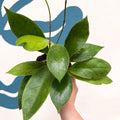 Hoya callistophylla 'Tim' - Sprouts of Bristol