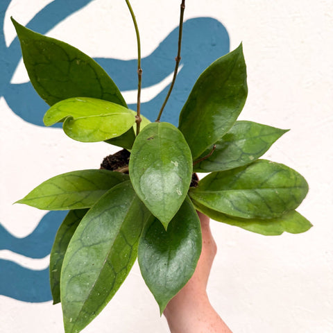 Hoya callistophylla 'Tim' - Sprouts of Bristol