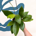 Hoya callistophylla 'Tim' - Sprouts of Bristol