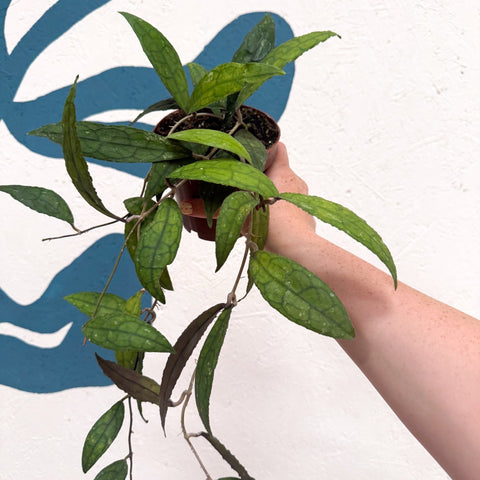 Hoya clemensiorum - Sprouts of Bristol