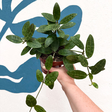 Hoya elliptica - Sprouts of Bristol