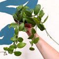 Hoya fitchii - Sprouts of Bristol