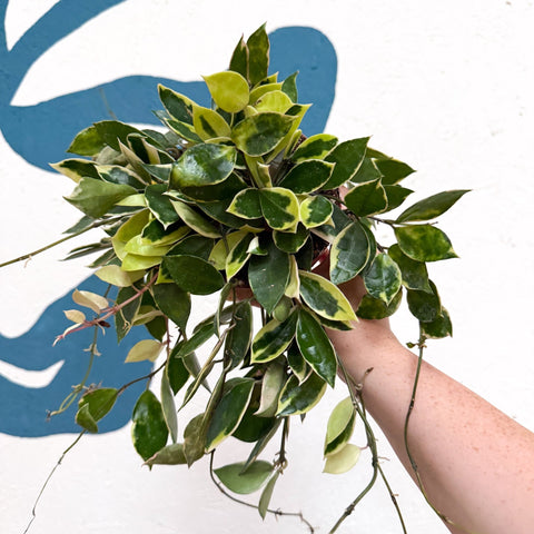 Hoya lacunosa ‘Asami’ - Sprouts of Bristol