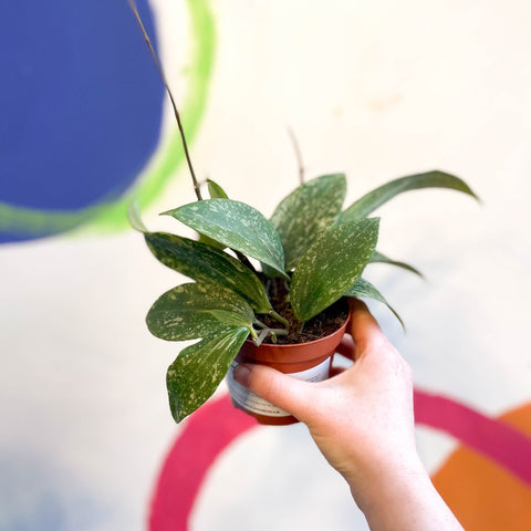 Hoya rangsan - Sprouts of Bristol