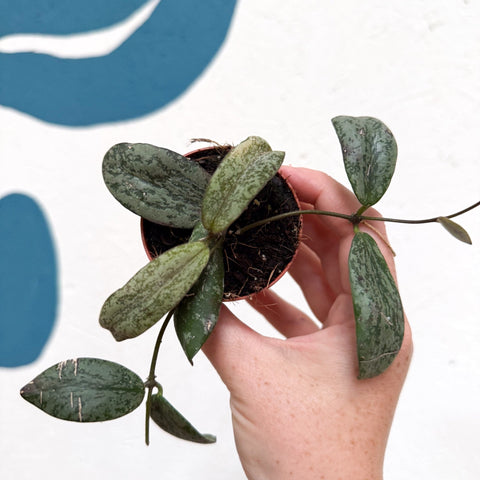 Hoya sigillatis ‘Silver’ - Sprouts of Bristol