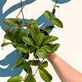 Hoya sp. UT208 - Sprouts of Bristol