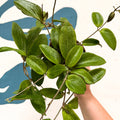 Hoya sp. UT208 - Sprouts of Bristol