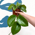 Hoya surigaoensis EG 00897 - Sprouts of Bristol