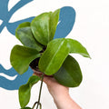 Hoya surigaoensis EG 00897 - Sprouts of Bristol