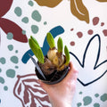 Hyacinthus multiflora ‘White Pearl’ - Potted White Hyacinth Bulbs - Sprouts of Bristol