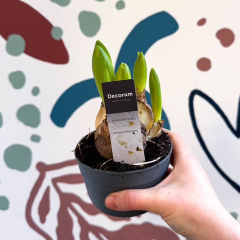 Hyacinthus multiflora ‘White Pearl’ - Potted White Hyacinth Bulbs - Sprouts of Bristol
