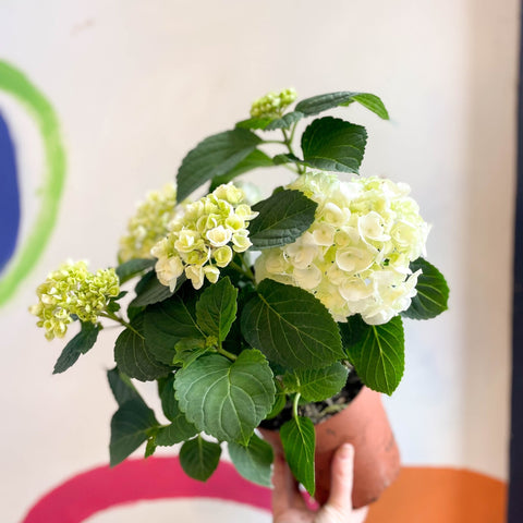 Hydrangea macrophylla 'Crystal Palace' - Sprouts of Bristol