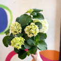 Hydrangea macrophylla 'Crystal Palace' - Sprouts of Bristol