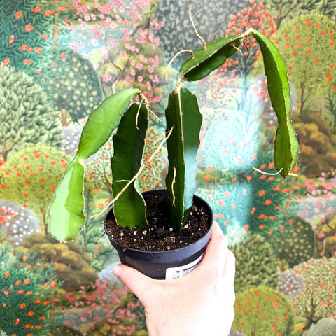 Hylocereus undatus – Dragon Fruit Cactus - Sprouts of Bristol