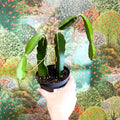 Hylocereus undatus – Dragon Fruit Cactus - Sprouts of Bristol