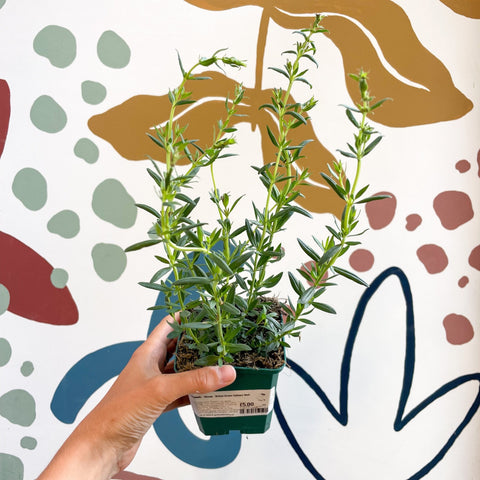Hyssopus officinalis - Hyssop - British Grown Culinary Herb - Sprouts of Bristol