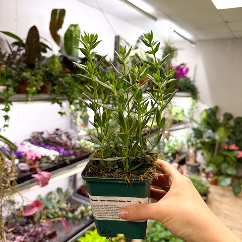 Hyssopus officinalis - Hyssop - British Grown Culinary Herb - Sprouts of Bristol