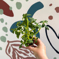 Impatiens keilli - Congo Cockatoo - Welsh Grown - Sprouts of Bristol