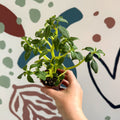 Impatiens keilli - Congo Cockatoo - Welsh Grown - Sprouts of Bristol