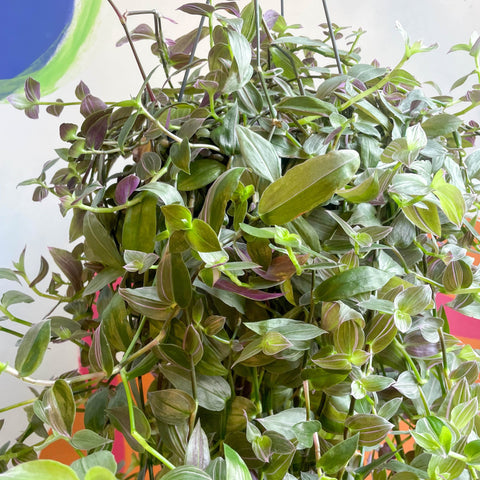 Inch Plant - Tradescantia fluminensis 'Pink Hill' - Sprouts of Bristol