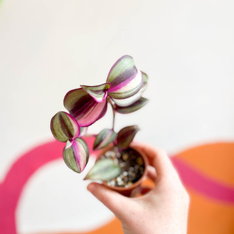 Inch Plant - Tradescantia zebrina 'Quadricolor' - Welsh Grown - Sprouts of Bristol