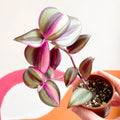Inch Plant - Tradescantia zebrina 'Quadricolor' - Welsh Grown - Sprouts of Bristol
