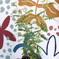 Indigofera heterantha - Himalayan Indigo - Sprouts of Bristol