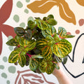 Iresine herbstii 'Funny Gold' - Bloodleaf - Sprouts of Bristol