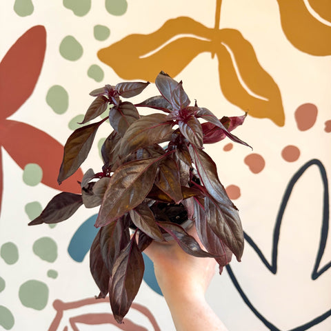 Iresine herbstii ‘Rich Darkstar’ - Bloodleaf - Sprouts of Bristol