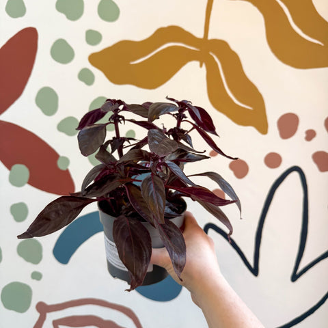 Iresine herbstii ‘Rich Darkstar’ - Bloodleaf - Sprouts of Bristol