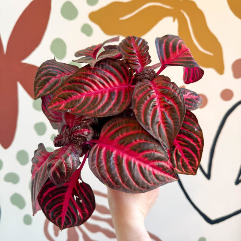 Iresine herbstii 'Rich Redstar' - Bloodleaf - Sprouts of Bristol
