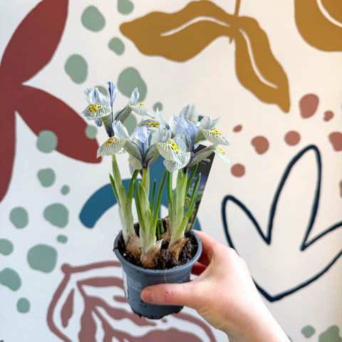 Iris ‘Katharine Hodgkin’ - Potted Blue Dwarf Iris - Sprouts of Bristol