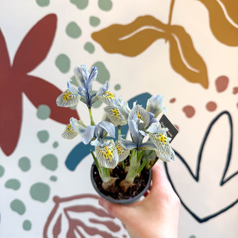 Iris ‘Katharine Hodgkin’ - Potted Blue Dwarf Iris - Sprouts of Bristol