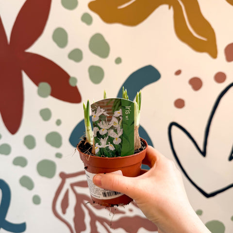 Iris - Potted White Dwarf Iris - Sprouts of Bristol