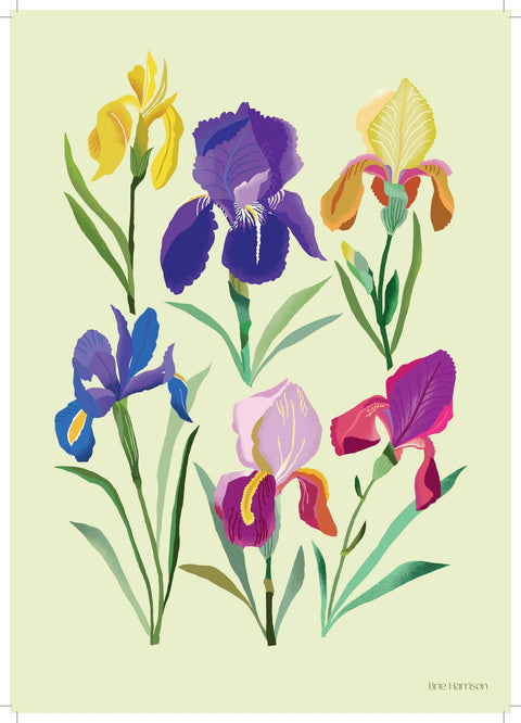 Irises Print A4 - Sprouts of Bristol