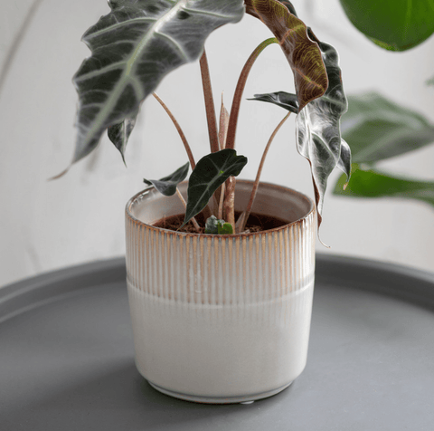 Ivory Hillesley Pot - Sprouts of Bristol