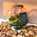 Iza Glass Valentine’s Bioactive Terrarium - Sprouts of Bristol