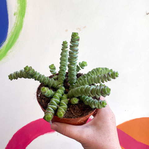 Jade Necklace - Crassula x rupestris f. marnieriana 'Hottentot' - Sprouts of Bristol