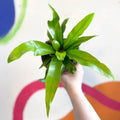 Japanese Bird's Nest Fern - Asplenium antiquum - Sprouts of Bristol