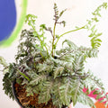 Japanese Painted Fern - Athyrium niponicum var. pictum 'Silver Falls' - Sprouts of Bristol
