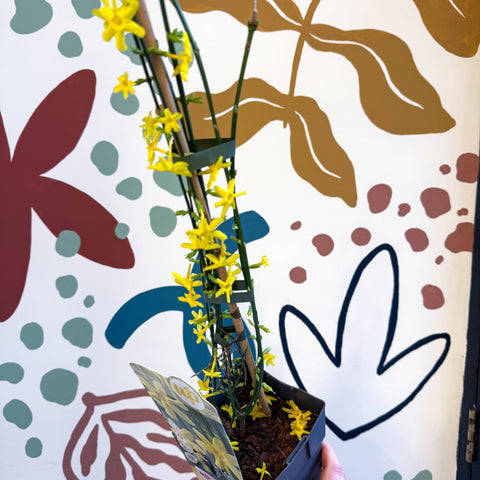 Jasminum nudiflorum - Winter Jasmine - Sprouts of Bristol