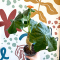 Jatropha podagrica - Buddha Belly Plant - Sprouts of Bristol