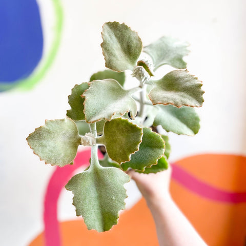 Kalanchoe beharensis - Sprouts of Bristol