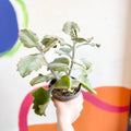Kalanchoe beharensis - Sprouts of Bristol