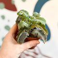 Kalanchoe beharensis 'Maltese Cross' - Sprouts of Bristol